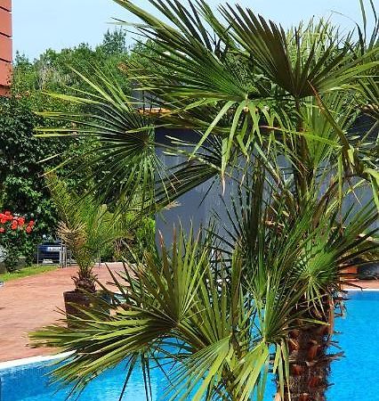 Apartament Cacao Residence Sunny Beach Esterno foto